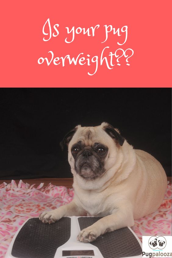 Is Your Pug Overweight?