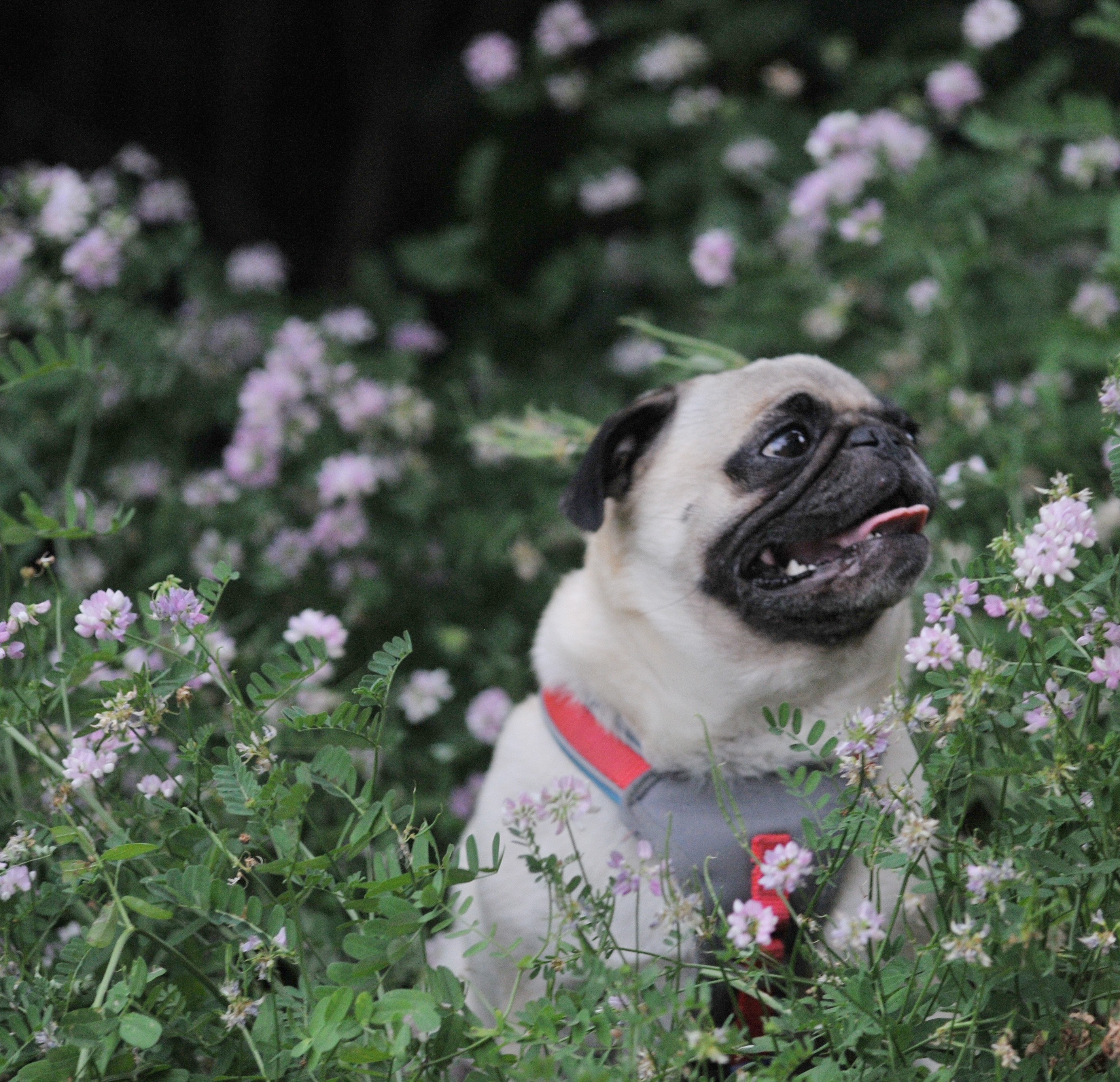 Harnesses vs. Collars and Why Should my Pug Wear a Harness?