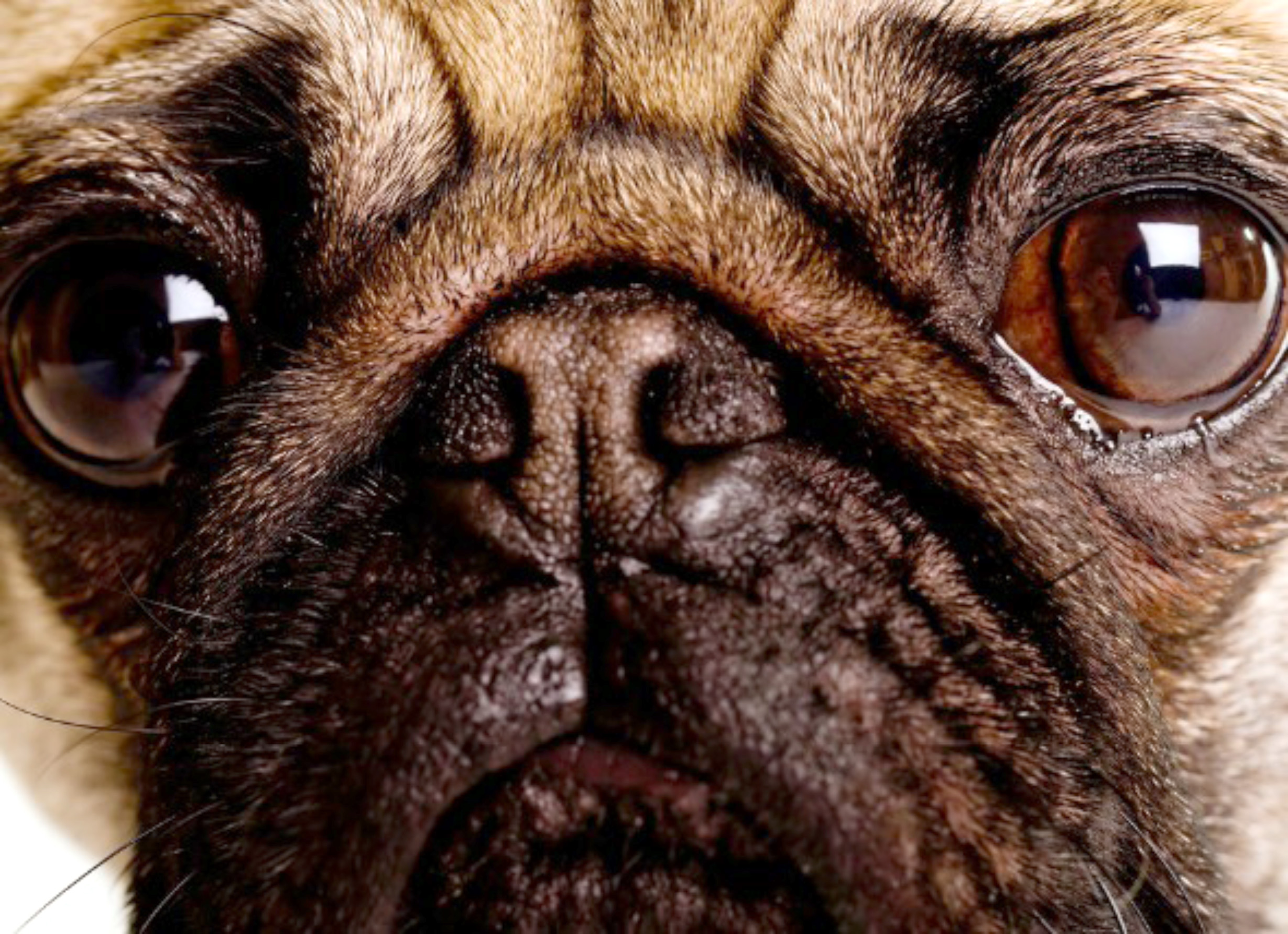 What is Anterior Uveitis?  Are Pugs Prone to get it?