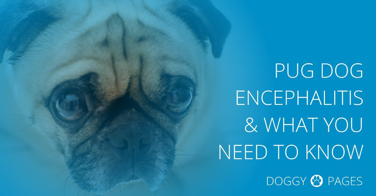 WHAT is Pug Encephalitis? And Why do I Need to Know?