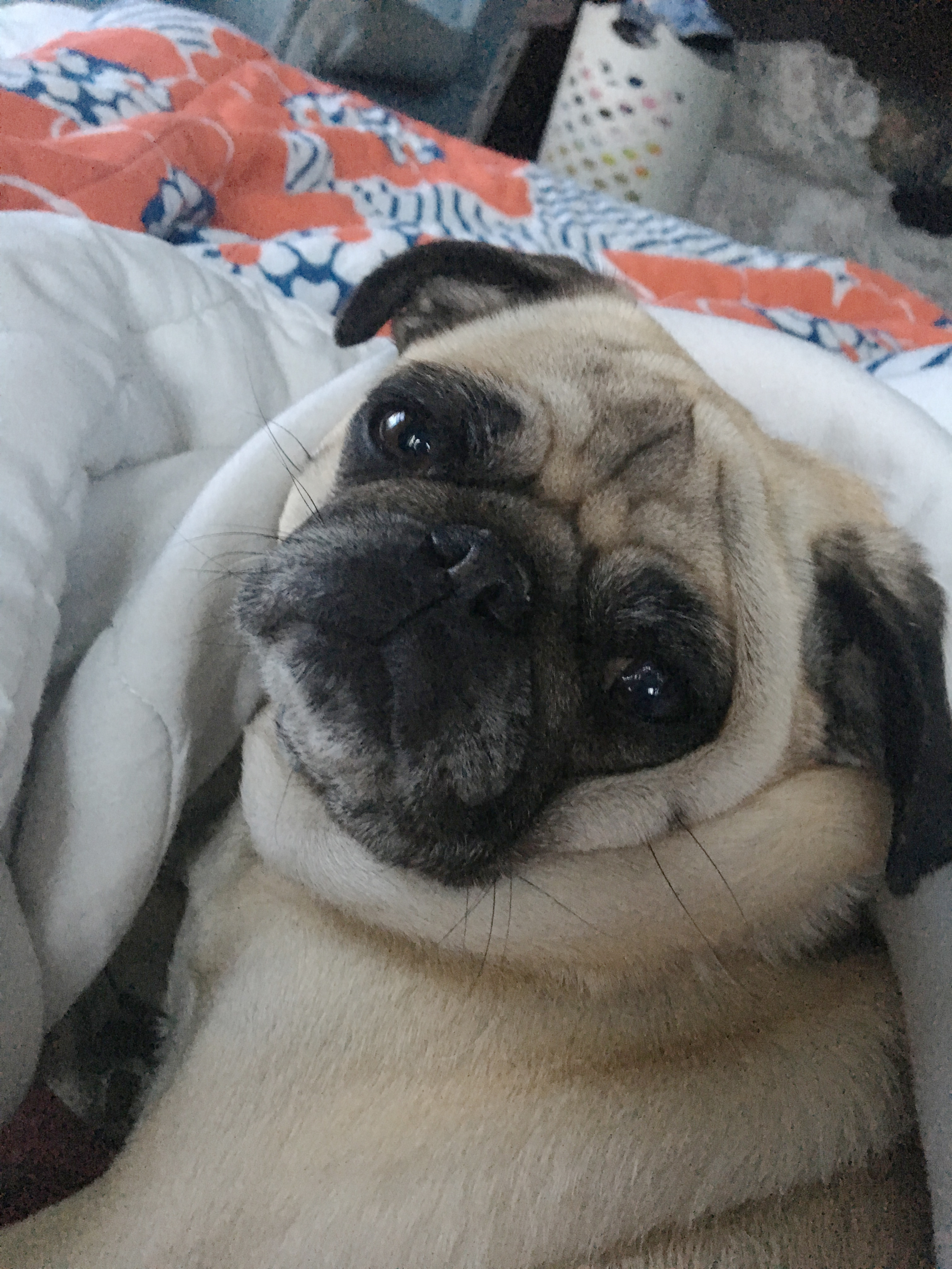 Is it Healthy for me to Sleep with my Pug?