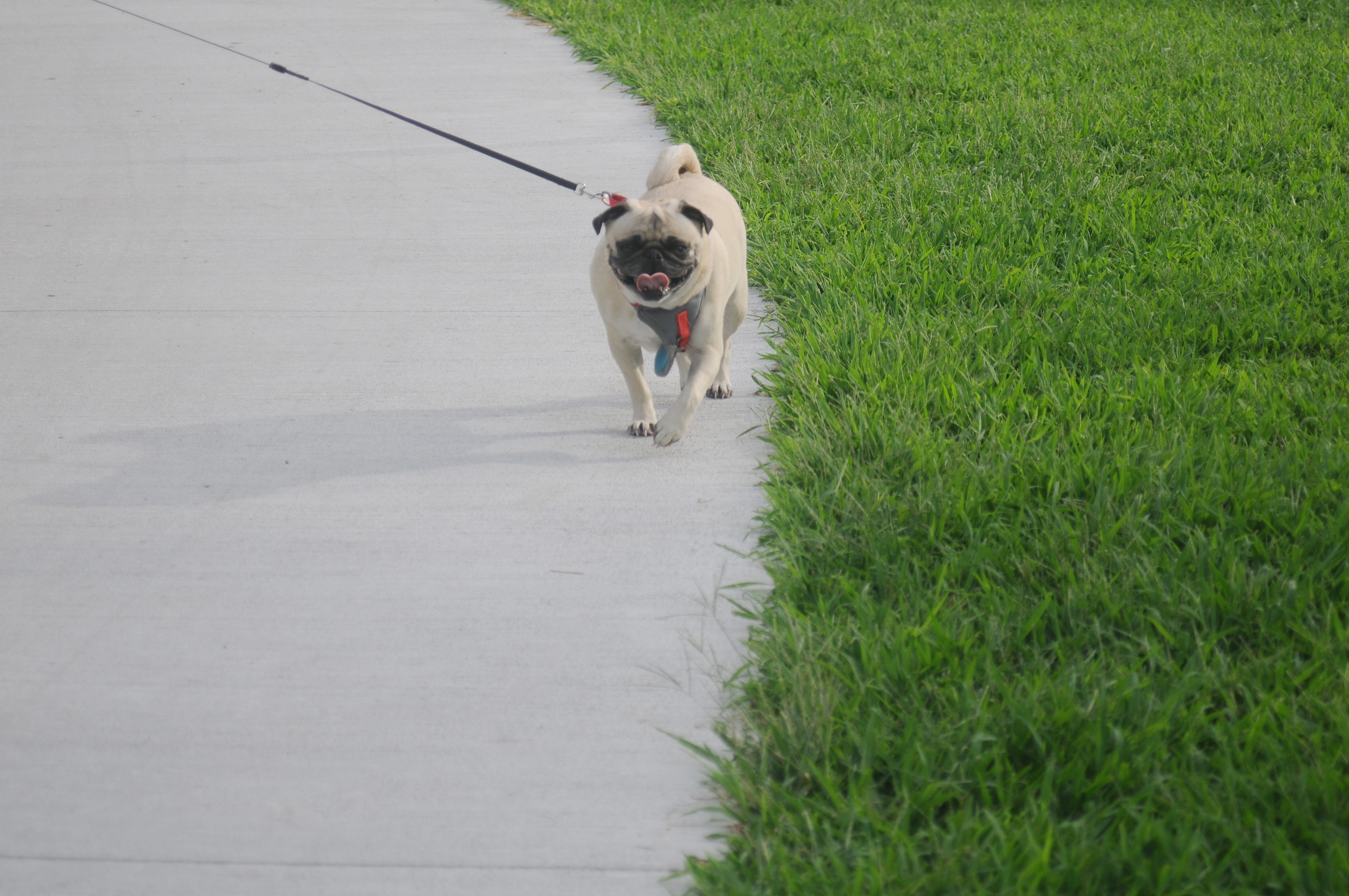 With Summer Temperatures in the 90’s, How Do I Walk my Pug?