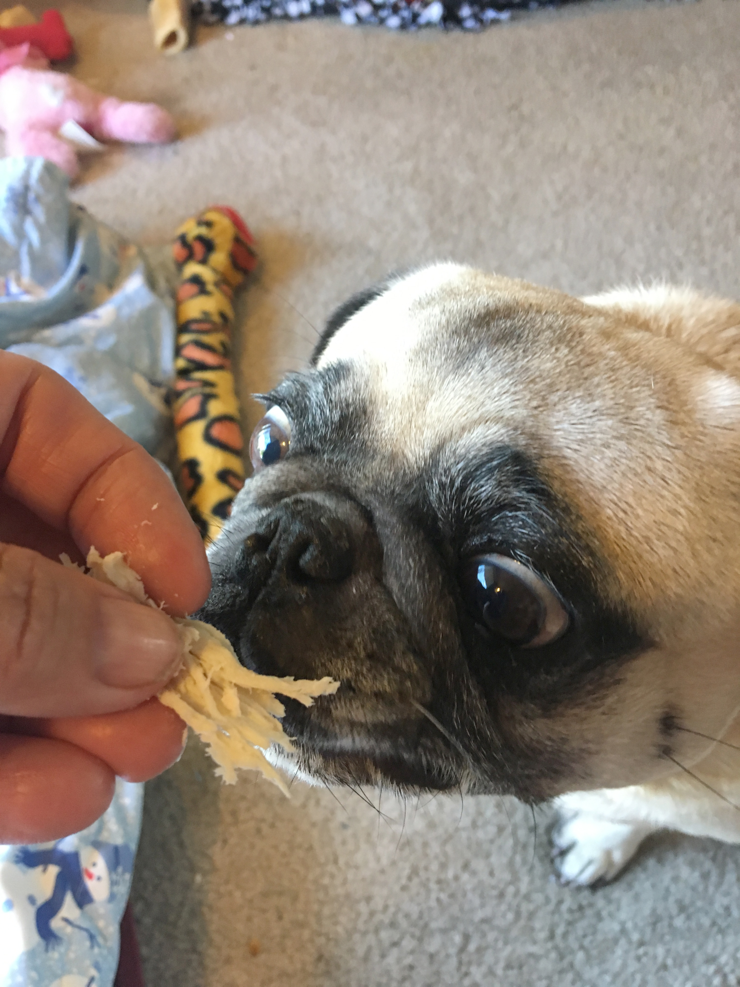 My Favorite Foods to Feed My Pug
