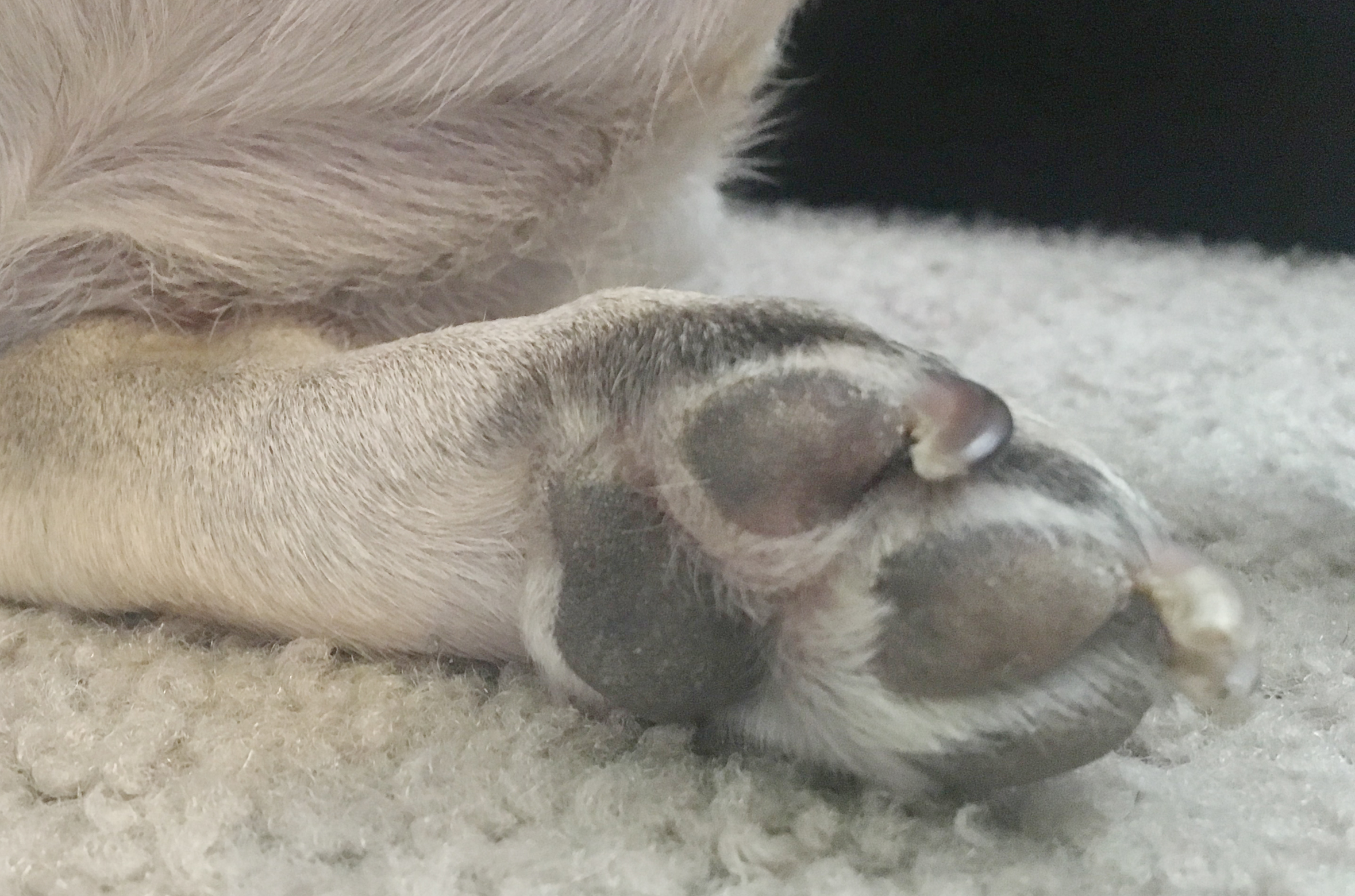 How Do I Keep My Pug’s Feet From Freezing in the Cold Weather?