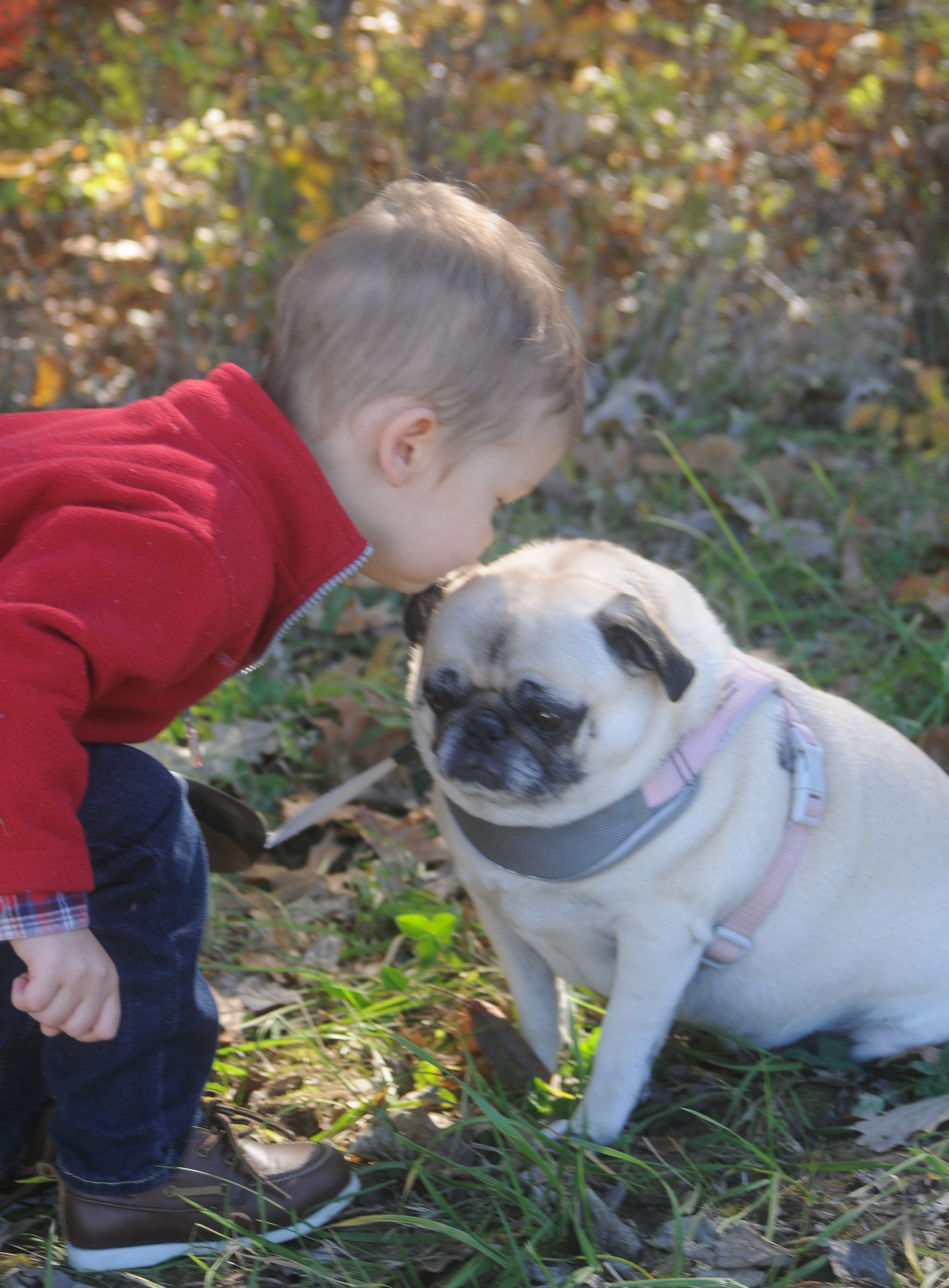 Should Pugs and Children Grow Up Together?
