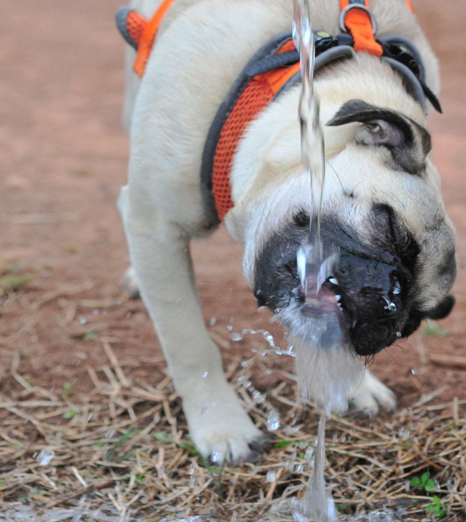 Does Your Pug Drink Enough Water?