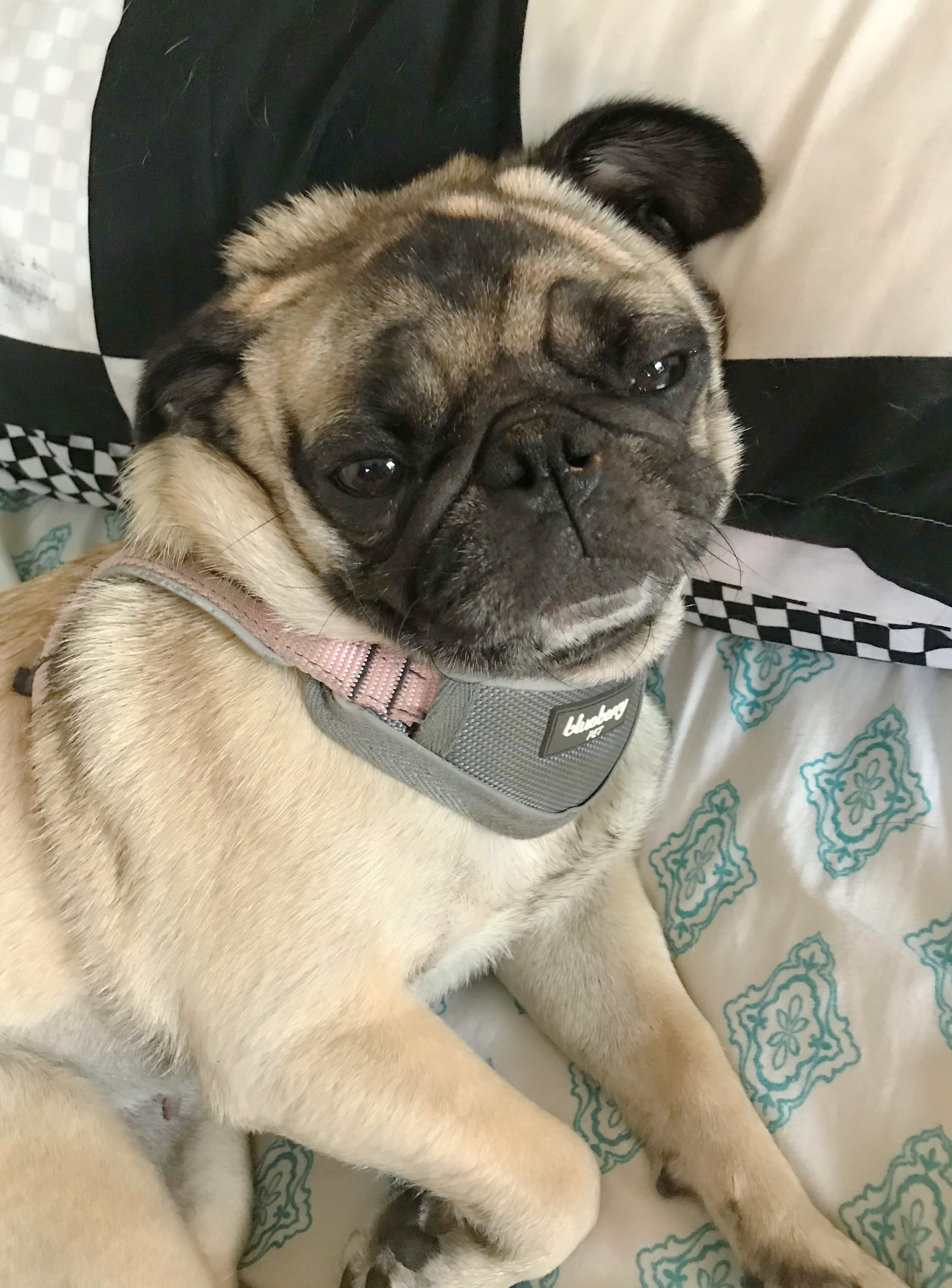 What Do I Do for my Pug’s Separation Anxiety?
