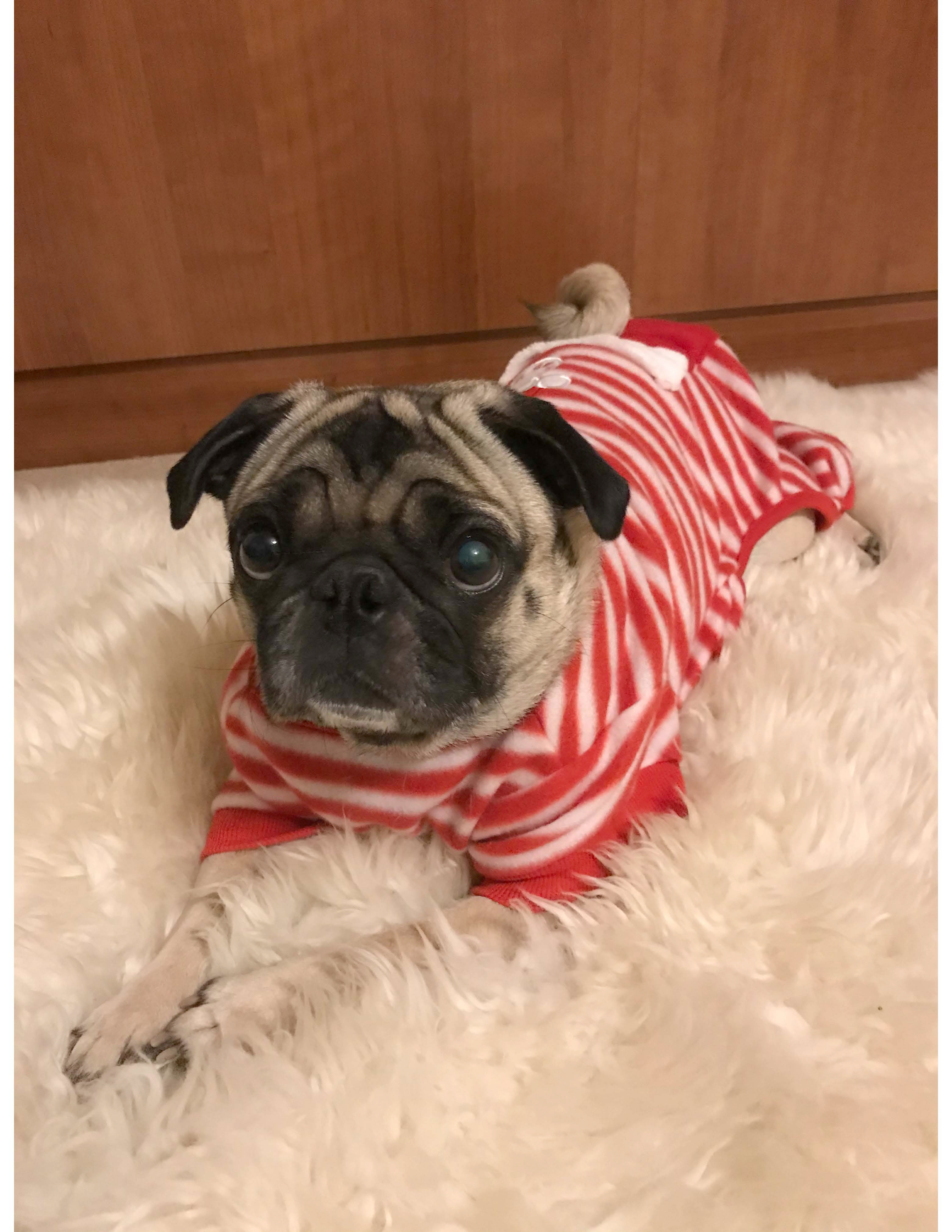 Are Pugs a Good Choice for First Time Dog Owners?