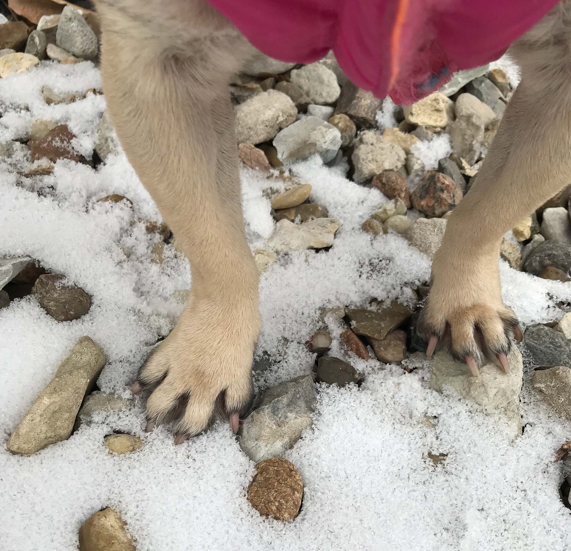 Can My Pug’s Feet Freeze in Cold Weather?