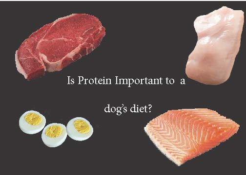 Is Protein Important to a Dog’s Diet?