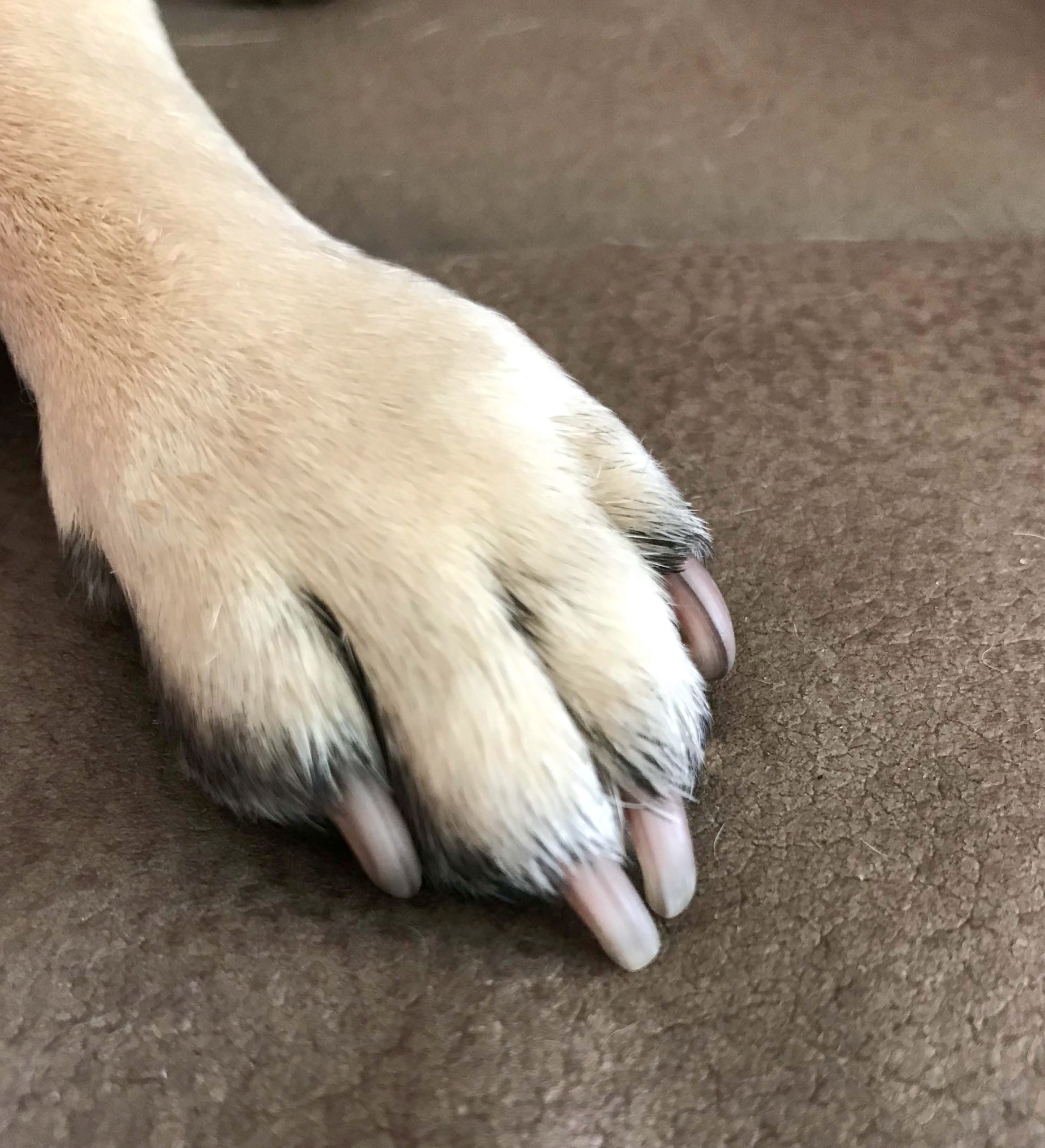What is the Correct Length for my Pug’s Nails?