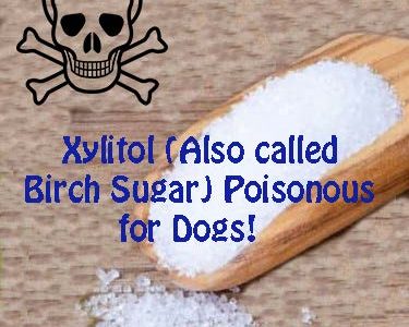 Xylitol (Also called Birch Sugar) Poisonous for Dogs