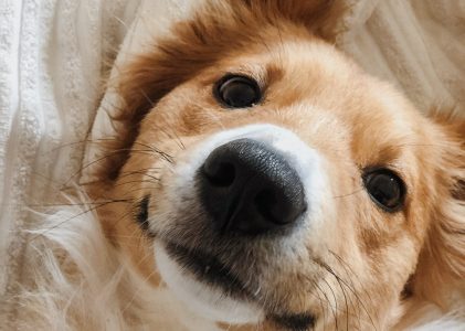 Splitting Hairs: What’s With Dog Whiskers?