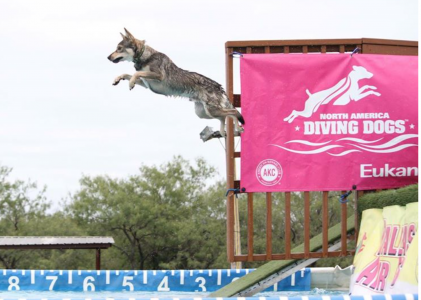 Did You See That? Dog Divers Get Airtime