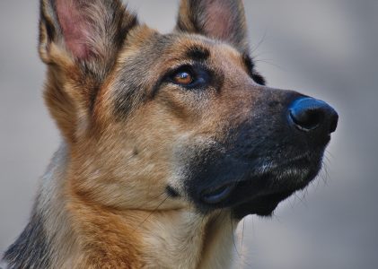 Can Scent Dogs Detect Coronavirus? Study Says Yes