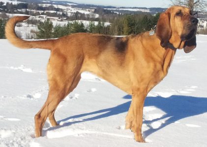 Bloodhounds: More Than A Nose