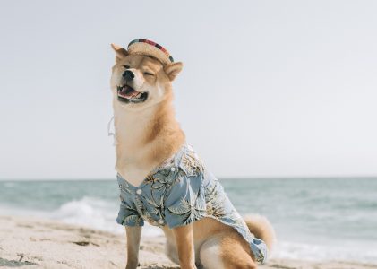 Protect Your Pooch From Sun’s Harmful Rays