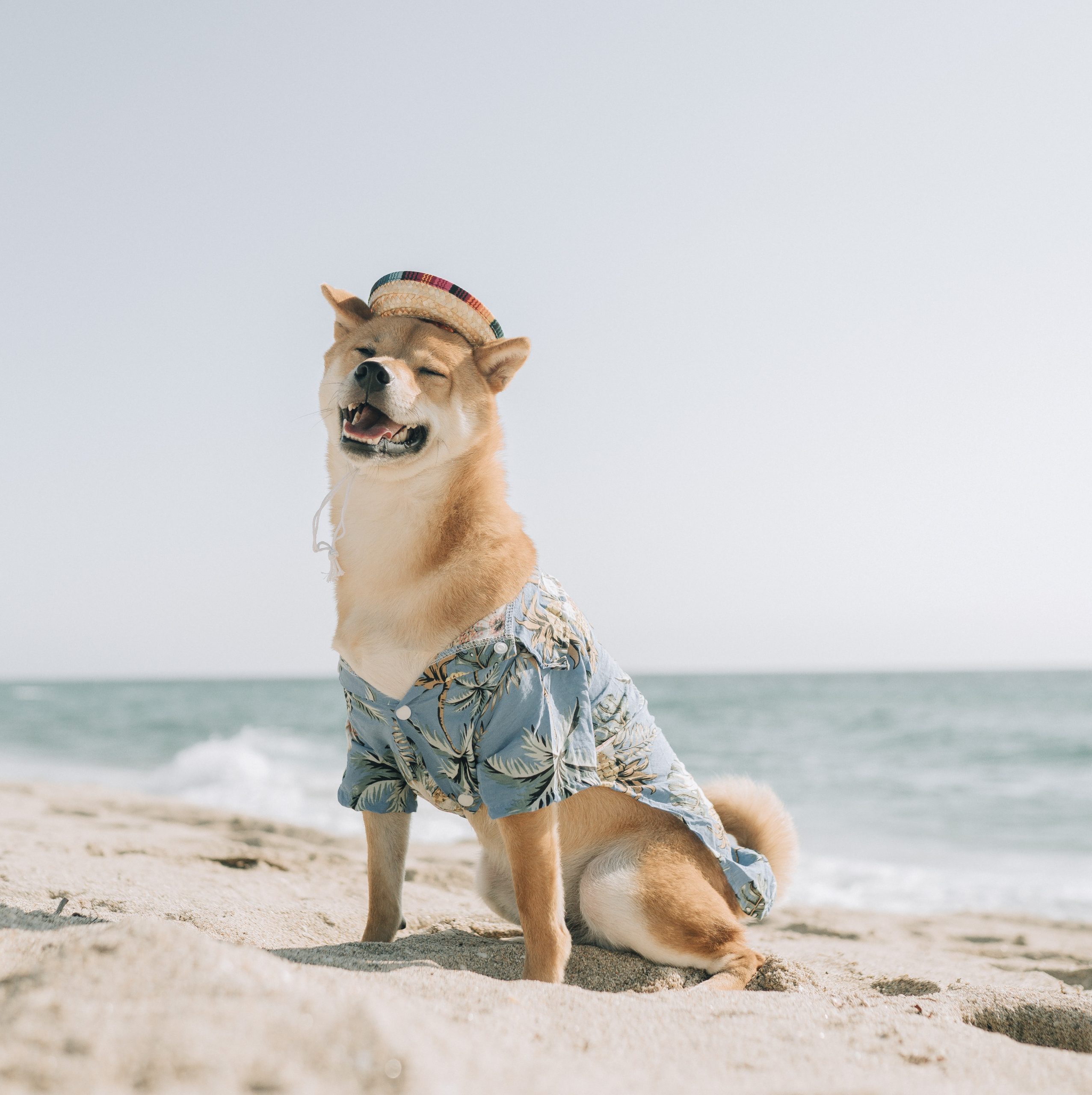 Protect Your Pooch From Sun’s Harmful Rays