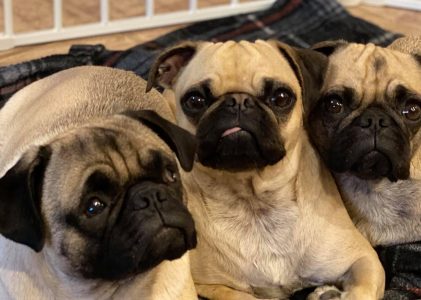 Pugpalooza’s Pugs of the Month: Molly D., Gracie and Boop