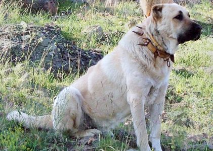 What is a Turkish Kangal Dog?