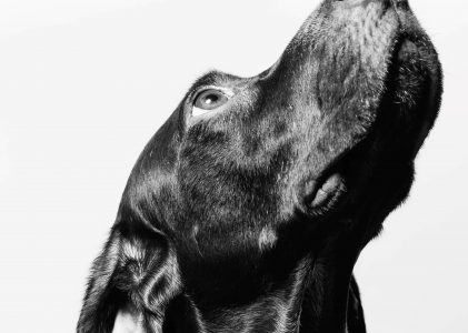 Can Dogs’ Noses Be More Amazing? New Research Says Yes