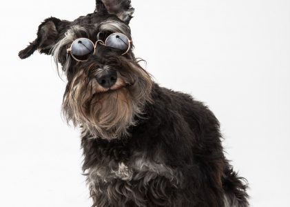 Who You Fooling? Dogs Can Detect Our Intentions, Study Says