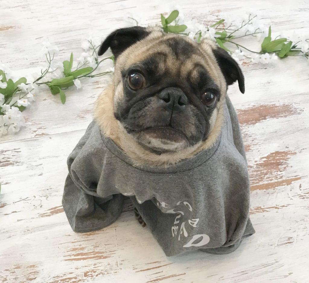 Penelope modeling one of our pug t-shirts