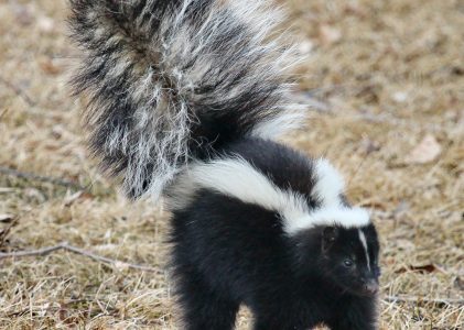That Stinks! What to Do If Your Dog Gets Sprayed by a Skunk