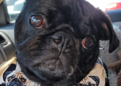 Meet Pugpalooza’s Pug of the Month: “Harpo”