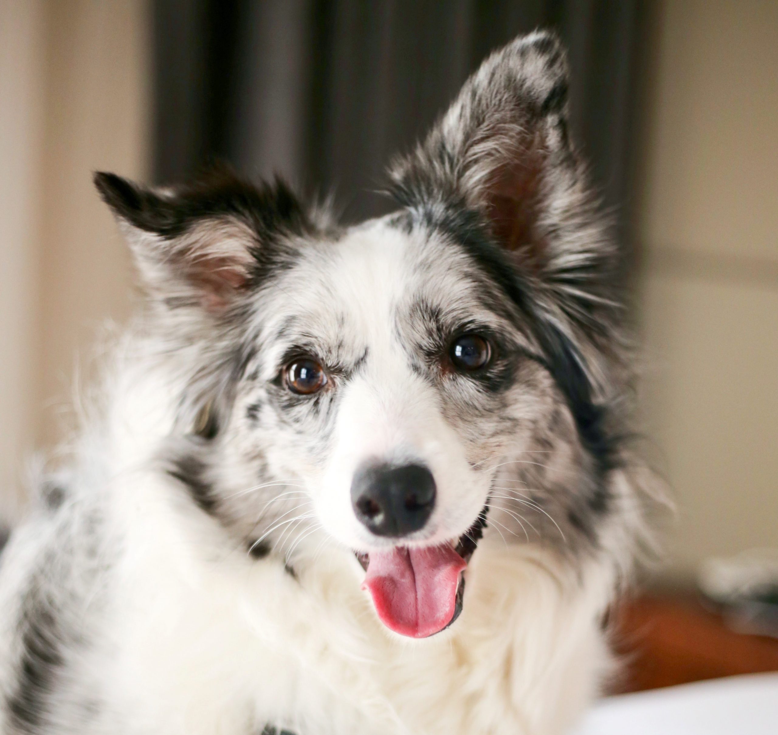 Oh Joy! Study Finds Happy Dogs Tear Up
