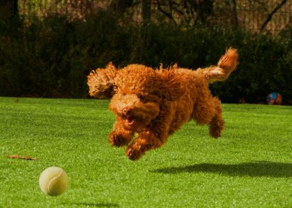 Is My Dog Getting Enough Exercise? That May Depend On You