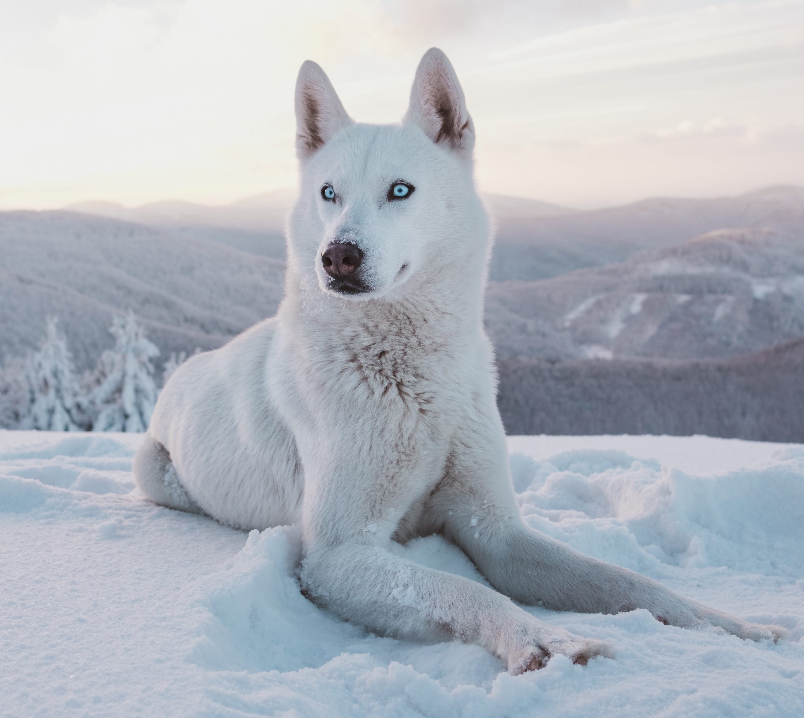 Winter is Coming: Beware of Dog Frostbite
