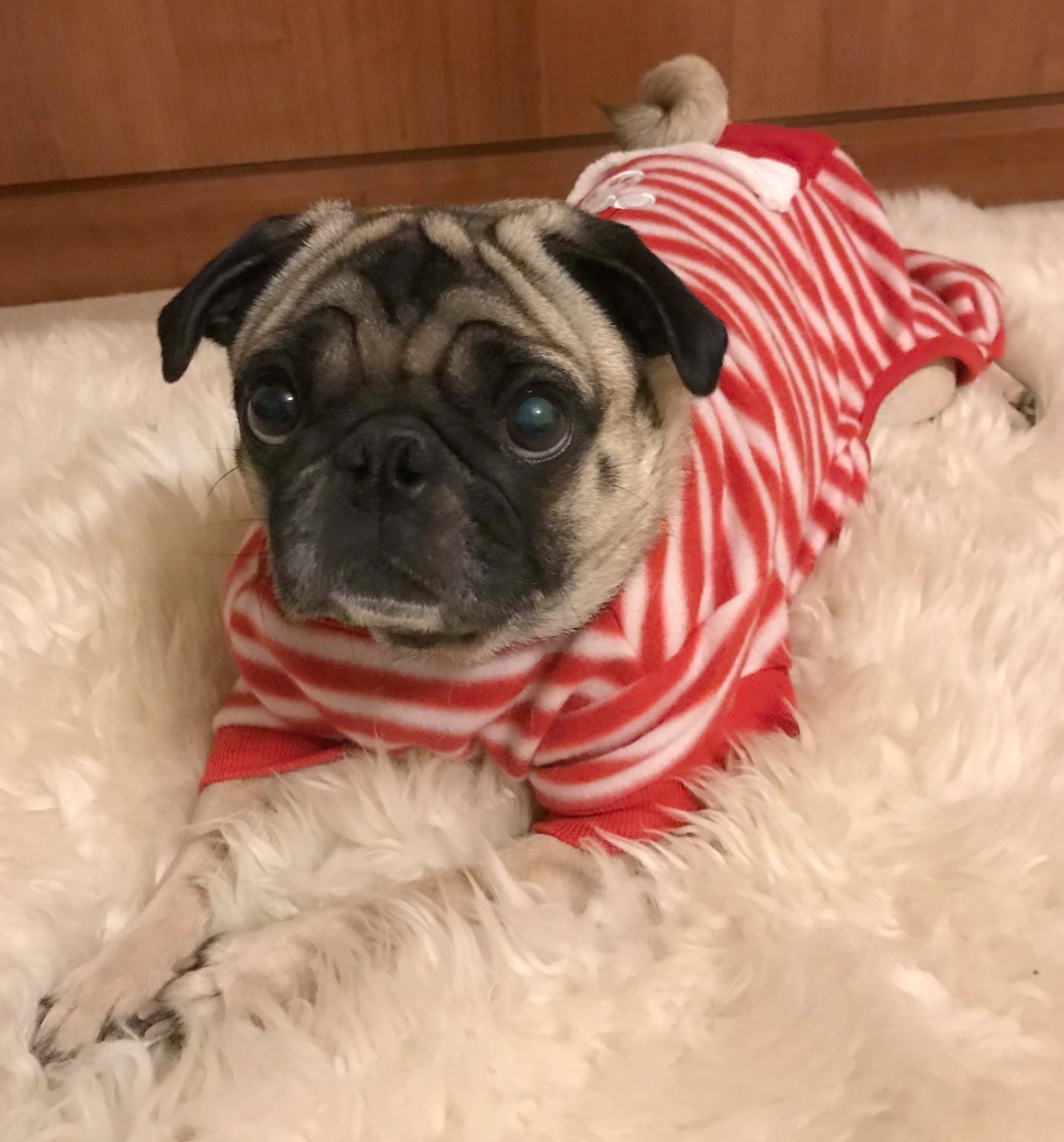 Thank You From Pugpalooza!