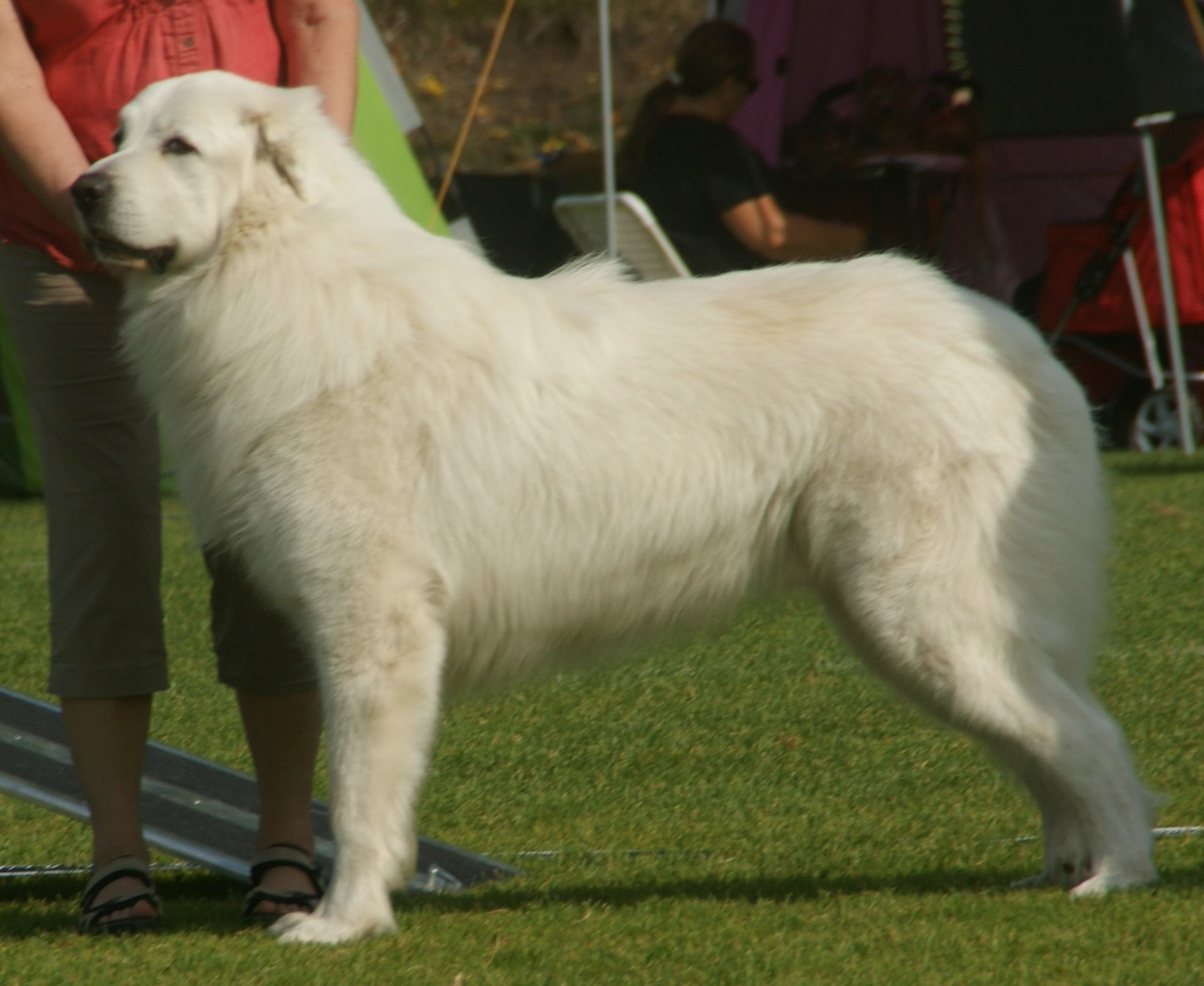 There’s a Reason Why the Great Pyrenees is ‘Great’